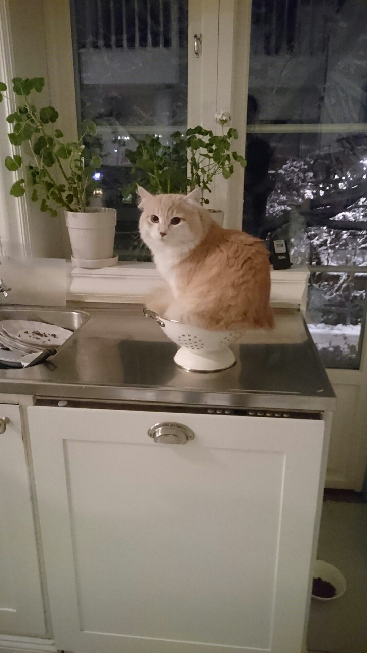 sibirisk katt Ikaros